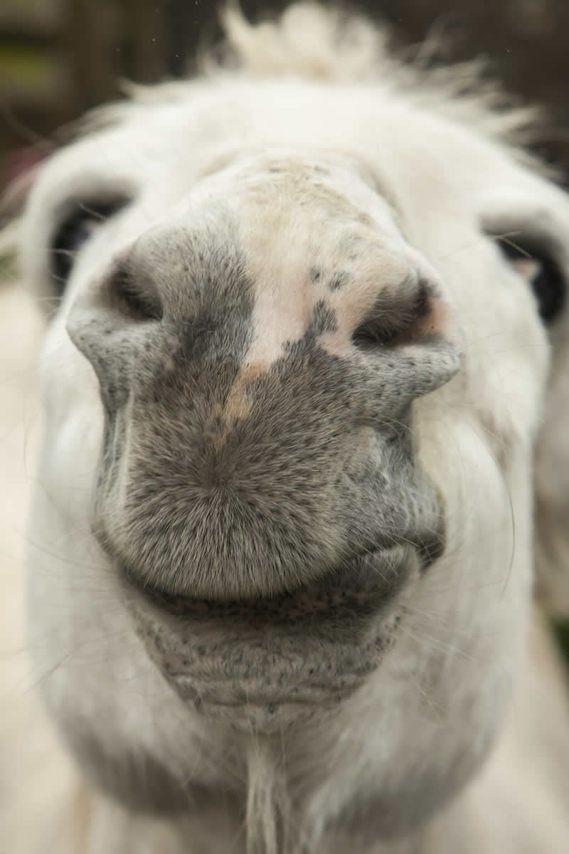 donkey nose